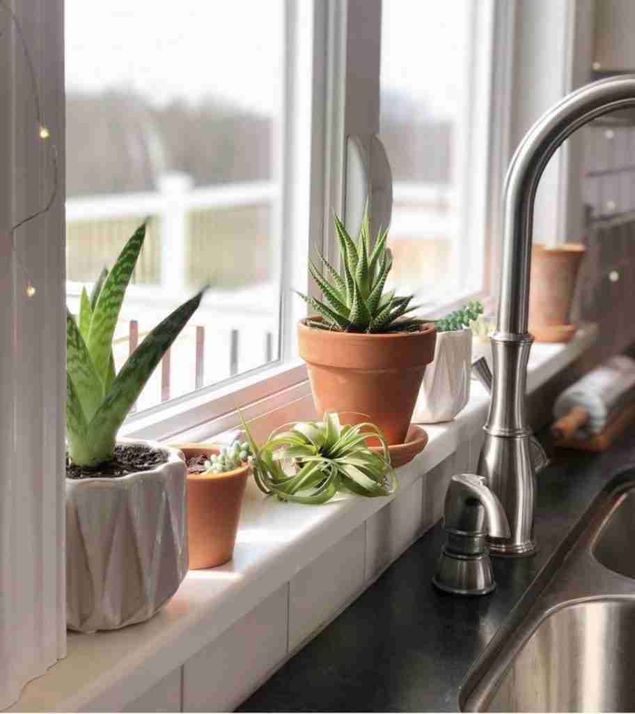 10 House Plants That are Great For Your Kitchen: The Best Kitchen Plants