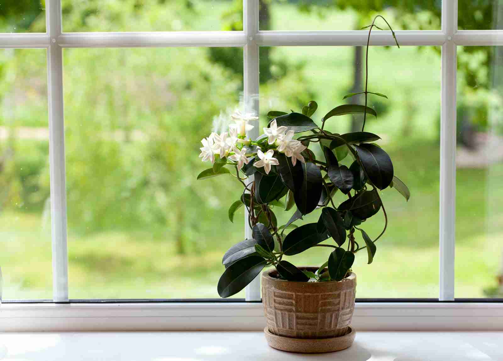 10 House Plants That are Great For Your Kitchen