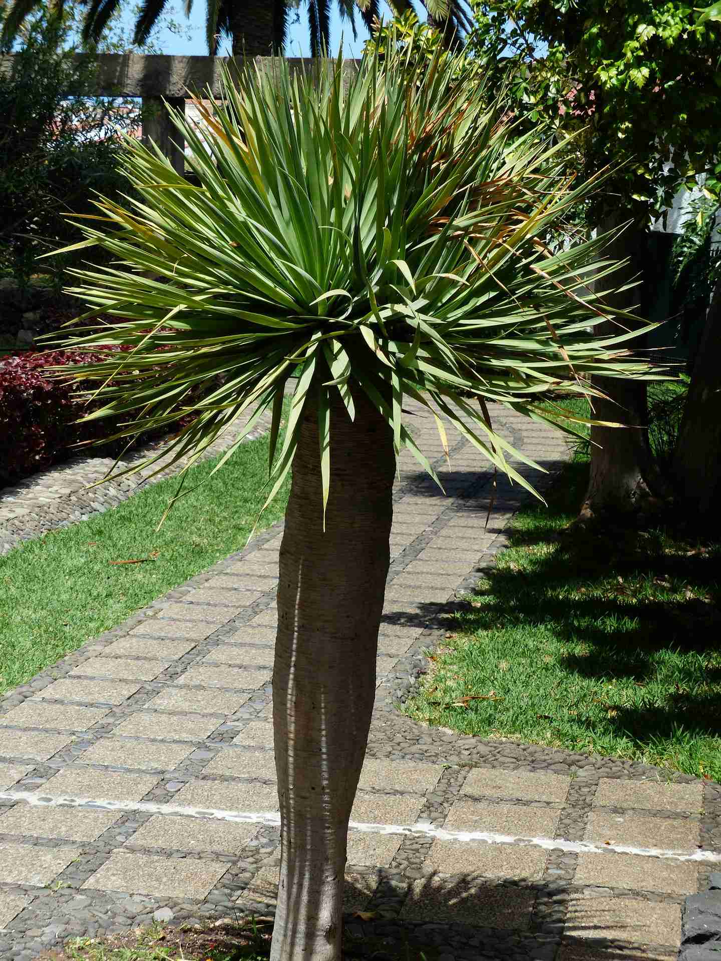 dracaena marginate dracaena marginata care, dracena marginata care, red edged dracaena, dracaena plant types, dracaena plant types, dracaena marginata watering, 