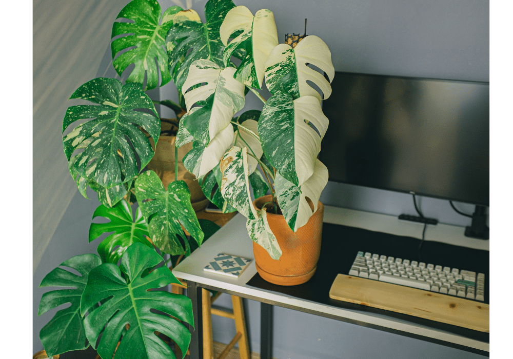 Monstera Variegate Care Guide: All You Need to Know