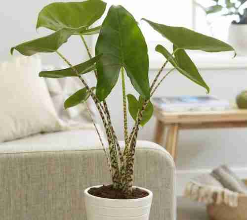 Alocasia Zebrina Care Guide: All You Need to Know