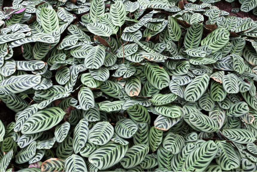 Zebra plant zebra plant succulent, zebra cactus, zebra spider plant, zebra alocasia