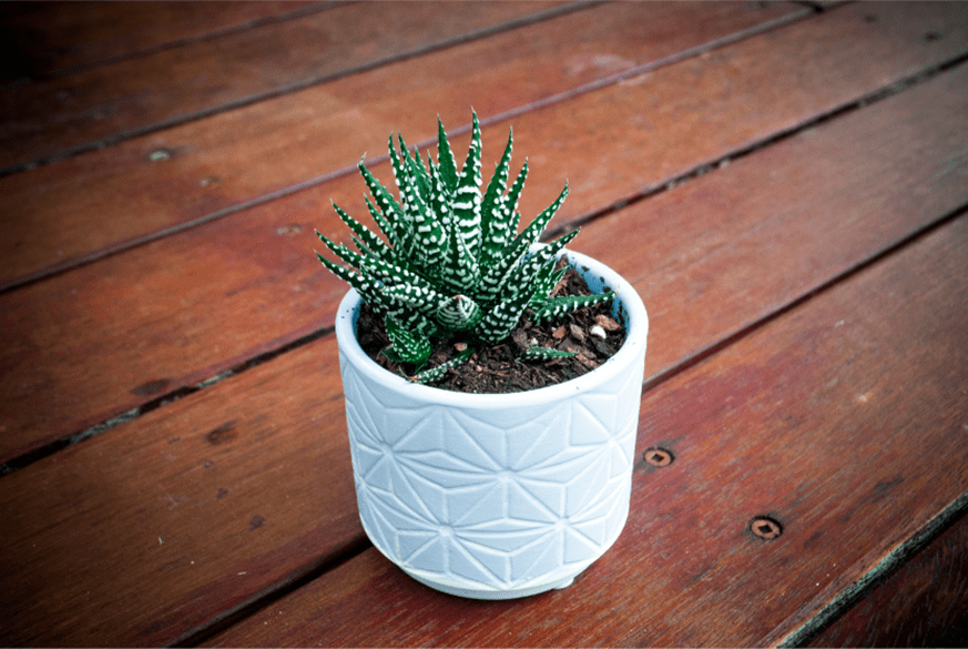 zebra spider plant, zebra alocasia