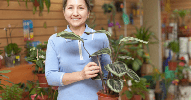 Calathea - Cultivation, Varieties, and Tips for Maintenance