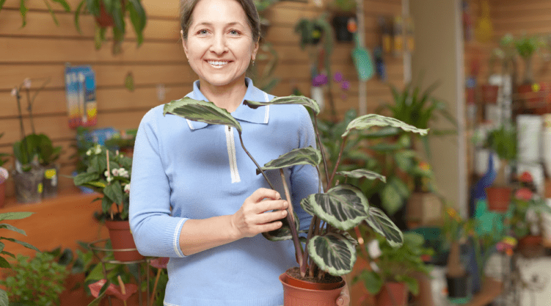 Calathea - Cultivation, Varieties, and Tips for Maintenance