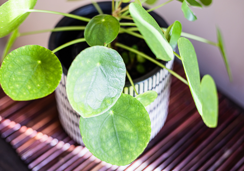 How to Propagate and Care for the Chinese Money Plant