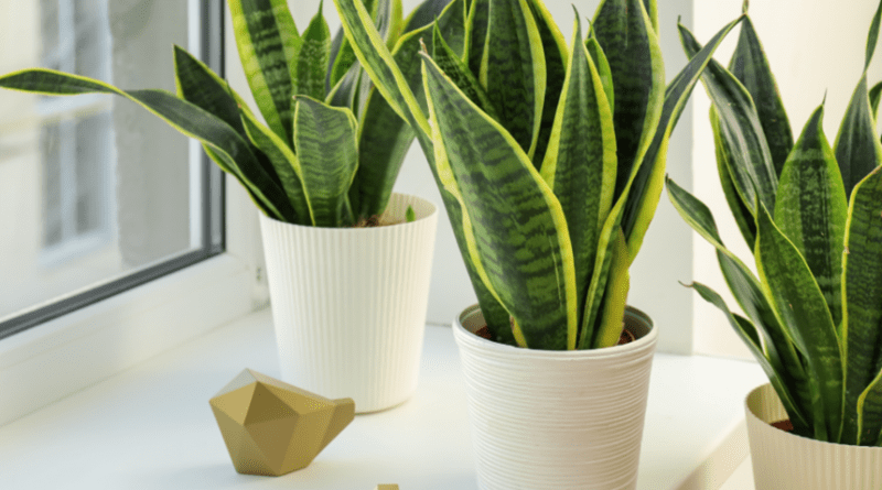 Sansevieria Sanseveria, Sansevieria laurentii, laurentii snake plant, sansevieria laurentii care, sansevieria cylindrica, sansevieria moonshine