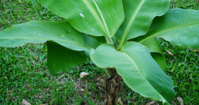 Tips On How To Grow And Care For A Banana Tree In Your Garden