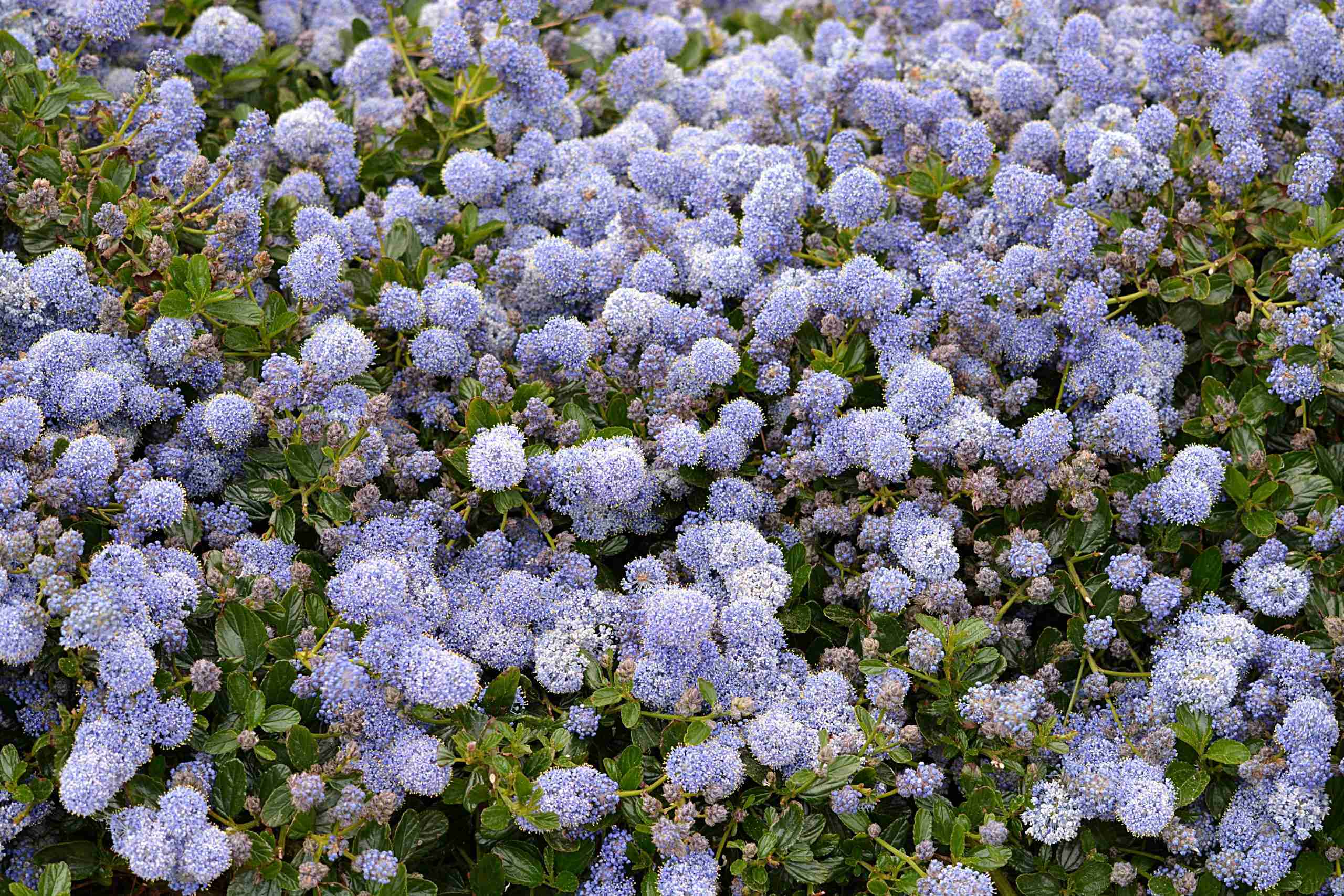 perennials that bloom all summer, perennials for shade that bloom all summer, long blooming perennials