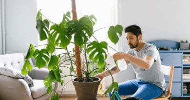 8 Things You Need to Know Before Buying a Monstera Plant?