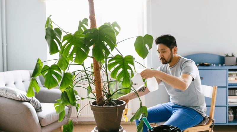 8 Things You Need to Know Before Buying a Monstera Plant?