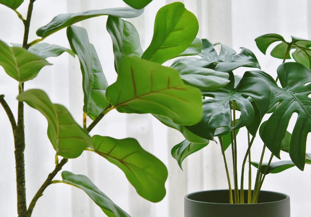 8 Things You Need to Know Before Buying a Monstera Plant?