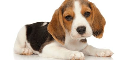 How Much Does a Beagle Puppy Cost?