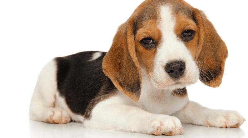 How Much Does a Beagle Puppy Cost?