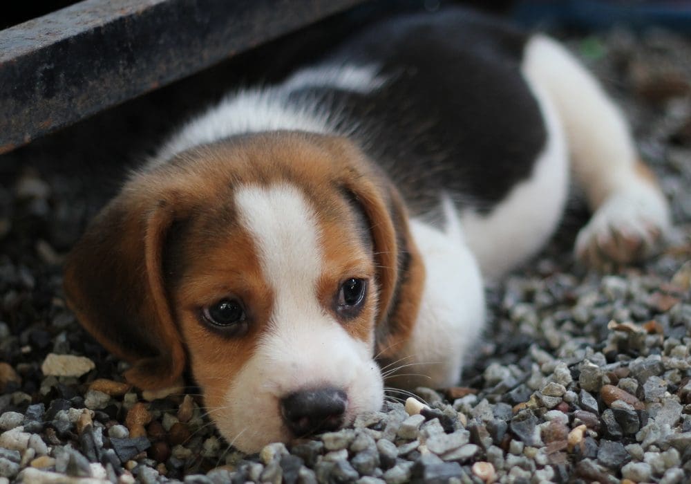 Blue and White Illustrated Happy Winter Facebook Cover 6 How Much Does a Beagle Puppy Cost?