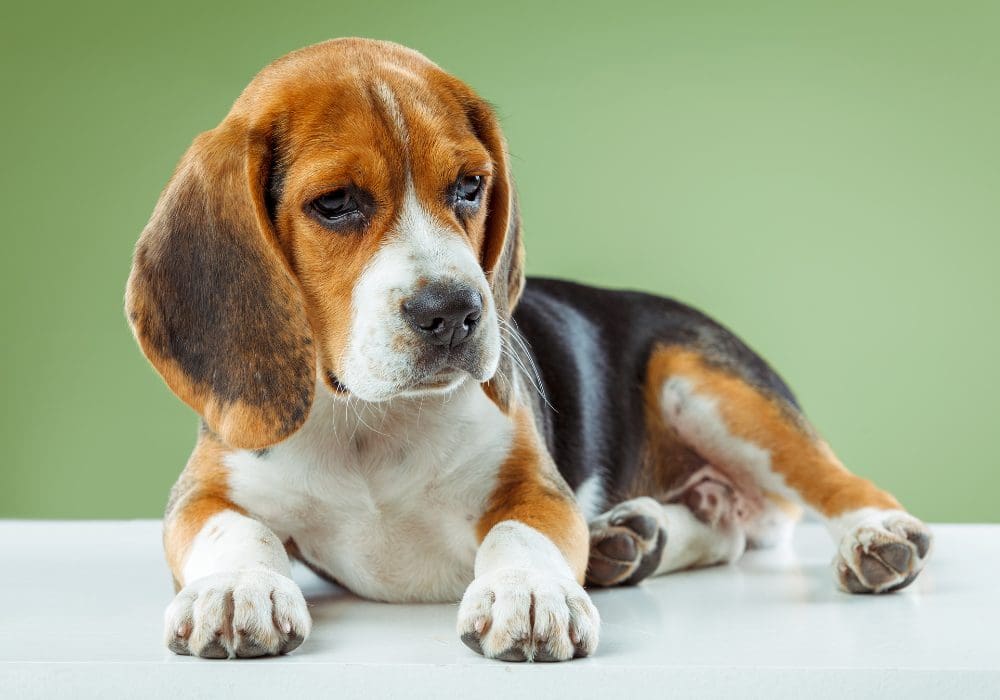 How Much Does a Beagle Puppy Cost?