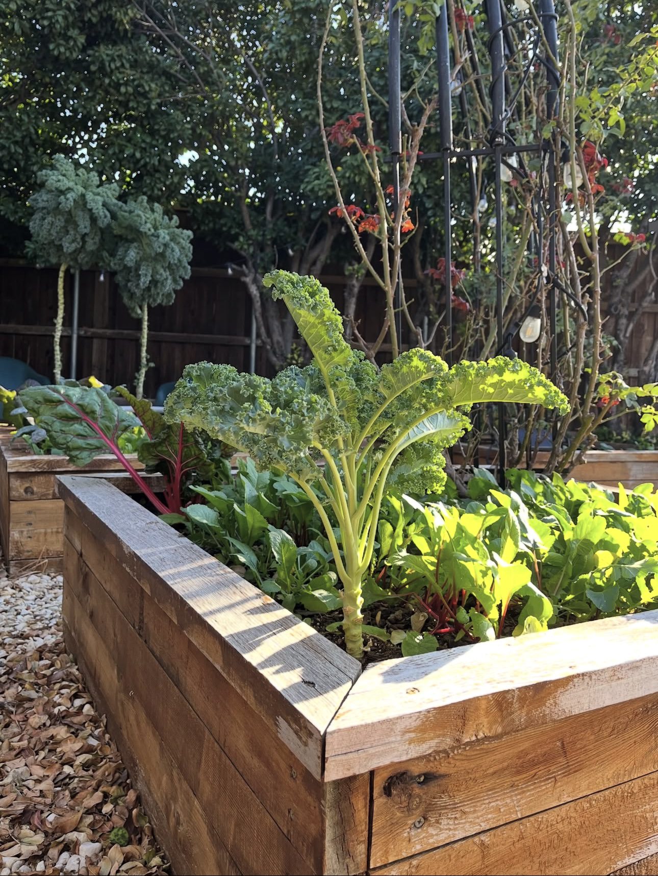Raised Garden Bed IdeasIMG 1412 Raised Garden Beds